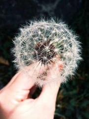 lt;Guide to Seducing