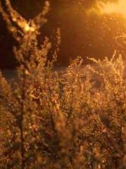 lt;lt;The Heavenly D lt;lt;The Heavenly D