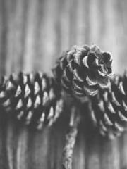 Professor Yan is goi