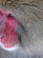 The Favorite Concubi