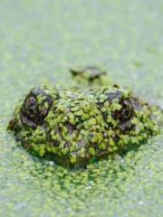 The Rebirth of a Phy