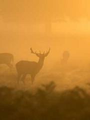 The wife wishes to b