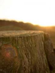 The Rise of the Midd The Rise of the Midd