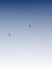 A wife hopes to rema