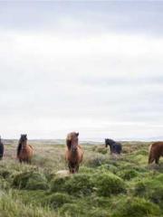 Transmigrated to the