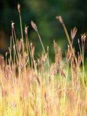 Ye Hissai Night Mu L Ye Hissai Night Mu L