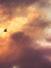 Becoming a solitary 